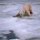 Polar Bear on thin ice