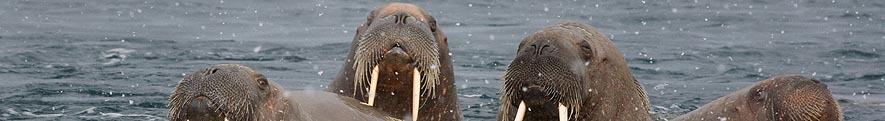 Walrus & Seals