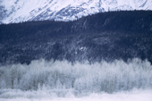 Bald Eagles, Haliaeetus leucocephalus, on snow covered trees in the Chilkat Valley. Alaska.