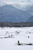 Bald Eagles in the Chilkat Valley in winter with snow covered mountains behind. Alaska.