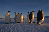 Fat, sleek Emperor Penguins in low spring light on sea ice. Antarctica