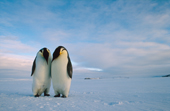 Emperor Penguins display to each other on the sea ice. Ross Sea. Antarctica.