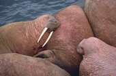 Male Walrus at a haul out. they sleep in the sunshine. Round Island. Alaska. 1988