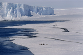 Emperor penguins on sea ice near iceberg. Weddell Sea, Antarctica
