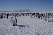 Emperor Penguin colony on the sea ice, Adult birds & chicks. Atka Bay. Weddell Sea. Antarctica