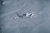 Emperor Penguins make tracks in the snow as they return to feed chicks. Antarctica