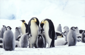 Emperor Penguin adults with hungry chicks. Atka Bay. Weddell Sea. Antarctica.