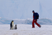 Emperor Penguins and tourist share the same paths. Riiser Larsen colony. Antarctica