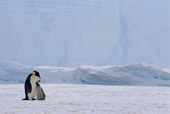 Emperor Penguin & chick at the foot of a cliff of ice. Weddell Sea. Antarctica