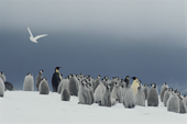 Emperor Penguin chicks & adults, Snow Petrel flies past dark 'water sky'. Atka Bay. Antarctica