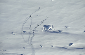Aerial view of Emperor penguins travelling across snow. Antarctica.