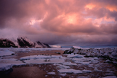 Sun set over Adelie Penquins on Bellingshausen Is. Sth Sandwich Is. Sub Antarctica