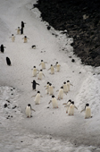 Adelie Penguins walk up & down a snow slope highway, white fronts & black backs. Saunders Is. S.Sandwich Is