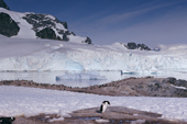 Gentoo Penguins on Cuverville Island with glaciers on Ronge Island. Antarctic Peninsula.