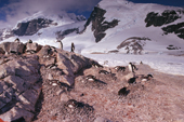 Gentoo penguin Colony on a patch of bare ground at Cuverville Island. Antarctic Peninsula.