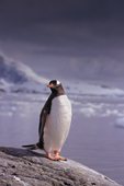 Gentoo penguin, with a backdrop of glaciers. Cuverville Island. Antarctic Peninsula.