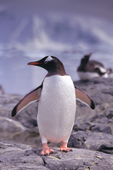 Gentoo penguin, pink flippers where he has been in cold water. Cuverville Island. Antarctic Peninsula.
