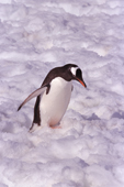 Gentoo Penguin walks in snow, Port Lockeroy. Antarctic Peninsula