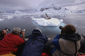 Photographers photograph a resting Leopard Seal from a Zodiac in Paradise Bay. Antarctic Peninsula.
