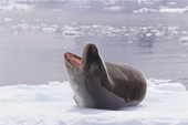 Leopard Seal, Hydrurga leptonyx, on a an ice floe in Paradise Bay. Antarctic Peninsula.