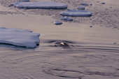 Minke Whale surfaces beside an ice floe in soft evening light. by Cape Adare. Ross Sea. Antarctica.