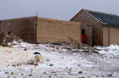Adelie Penguin carrying a stone by Borchgrevink's Hut at Cape Adare, site of first Antarctic overwinter in 1899