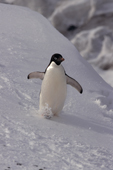 Adelie Penguin, Pygoscelis adeliae, rushes down a snow slope at Cape Adare. Ross Sea, Antarctica.