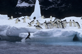 Adelie penguins prepare to dive into the water off an ice floe. Cape Adare, Antarctica