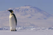 Emperor Penguin on the sea ice with Mount Erebus behind it. Ross Sea. Antarctica.