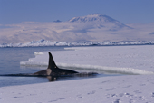 Orca, Killer Whale hunting in a lead close to Mount Erebus. Ross Island. Antarctica. Digitally edited