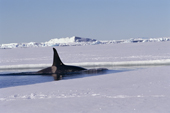 Male Orca, killer whale, hunts along the floe edge by Mt Erebus. Ross Sea Antarctica.