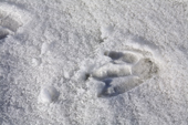 Penguin footprint in light snow. Antarctica