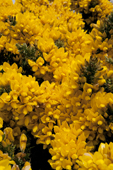 Gorse in flower in November in the Falkland Islands, the flowers are packed closely together.