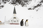 Two King penguins in the snow in front of Grytviken Church. South Georgia. Sub Antarctic Islands