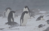 Nesting Adelie Penguins in a snowstorm. Shingle Cove, Coronation Island, South Orkneys. Antarctica