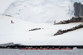 Gentoo Penguins nest at Mikkelsen Harbour, they are visited by kayakers and walkers. Trinity Island. Antarctica.
