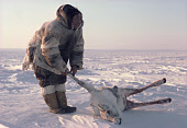 Inuit hunter, Augustine Taqqaugaq, from Igloolik, skins a caribou he has just shot on Baffin Island. Nunavut, Canada (1987)