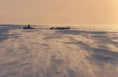 Inuk and his huskies sledge across sea ice of Foxe Basin near Igloolik in a wind. Nunavut. Canadian Arctic. 1993