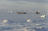 Tatigat, an Inuit hunter on his dog sled, crosses sea ice near Igloolik. Nunavut. Canada. 1993