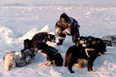 Inuit hunter, Tatigat, untangles dog traces. He wears caribou skin clothing. Igloolik, Nunavut, Canada. 1993