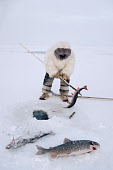 Aipilik, an Inuit hunter, in fox furs, with Kakivak (leister) & fish (arctic char & lake trout) near Igloolik, Nunavut, Canada. 1993