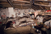 Interior of traditional Inuit turf house. Note seal oil lamp on table. Igloolik, N.W.T., Canada. 1993
