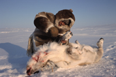 Kigutikaarjuk, an Inuit hunter, skins a caribou he has shot on Baffin Island, Nunavut, Canada. 1999