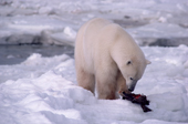 Polar Bear with an Eider Duck that it has caught in the lean autumn months. Cape Churchill. Manitoba. Canada.