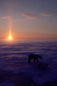 Sun pillar and polar bears at sunset. Canada.