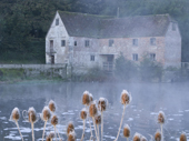 Frost on teazle seed heads as mist rises off the millpool at Sturminster Newton Mill. Dorset