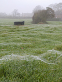One morning in November the grass was covered with spiders webs, looking like frost in the mist. Dorset. England