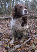 Working English Springer Spaniel that has got wet and muddy on a pheasant shoot. Hampshire. England.