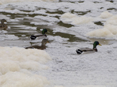Mallard ducks and drakes amongst river foam, bacterial pollution, caused by organic matter, natural or man made. Dorset