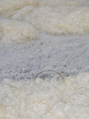 River foam, bacterial pollution, caused by organic matter, natural or from sewage or slurry. River Stour. Dorset